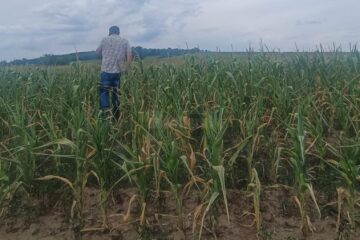 Acolo unde nu s-a putut iriga, porumbul este compromis chiar și 100%