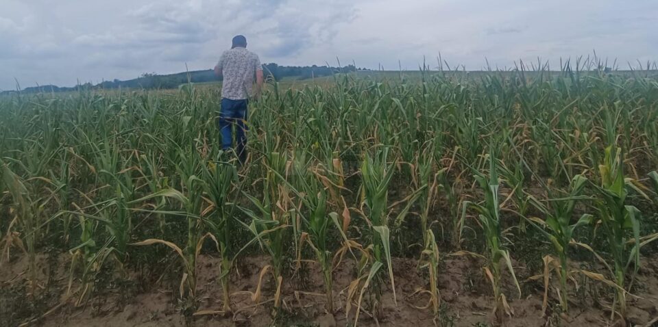 Acolo unde nu s-a putut iriga, porumbul este compromis chiar și 100%