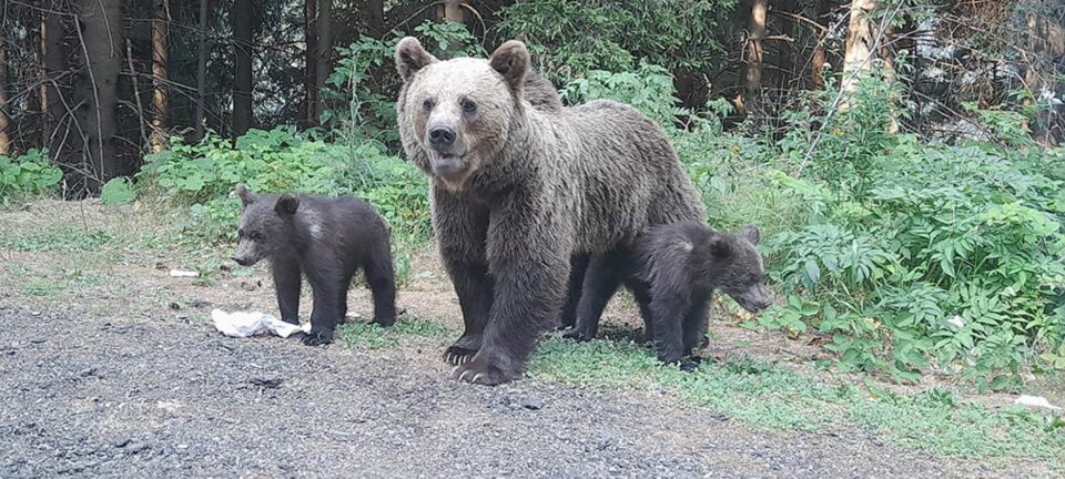 Urși coborâți din pădure în municipiul Câmpulung Moldovenesc