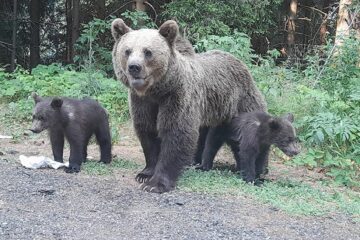 Urși coborâți din pădure în municipiul Câmpulung Moldovenesc