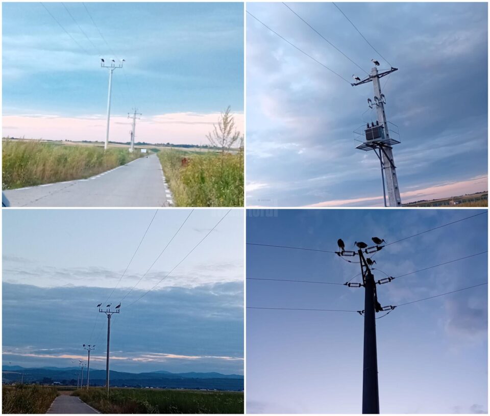 Foarte multe berze se odihnesc pe stâlpi din comuna Baia