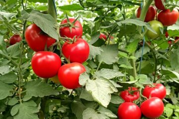 Culturi de tomate în ferma lui Vasile Mătrășoaia de la Bursuceni