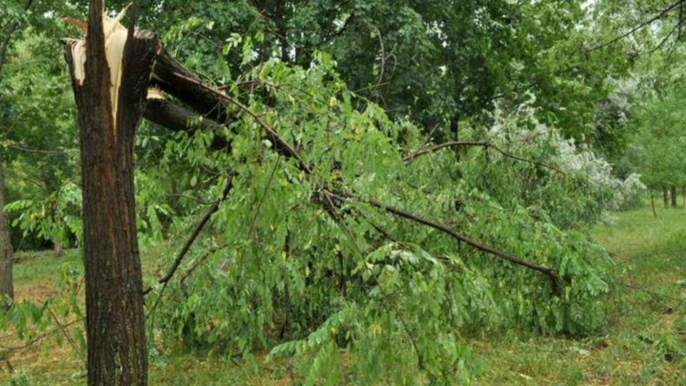 Bărbatul a căzut de pe scara lovită de vârful unui copac (foto generic)