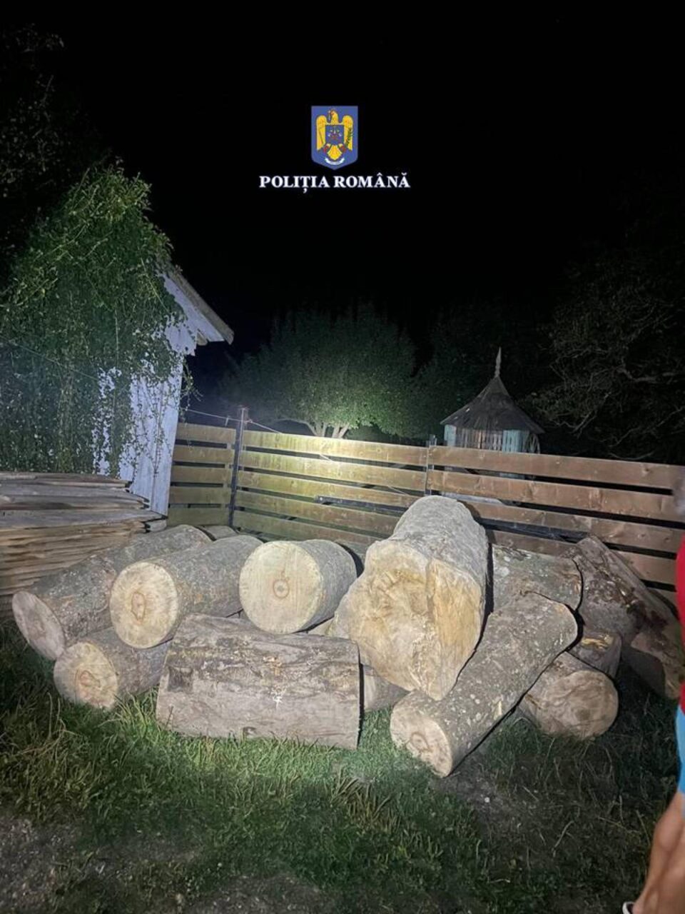 Paltin creț, confiscat în urma unui control nocturn