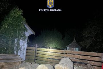Paltin creț, confiscat în urma unui control nocturn