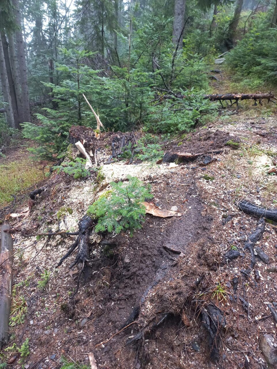 Tăieri ilegale de arbori într-o pădure de peste 80 ha, deținută în coproprietate de doi frați Tăieri ilegale de arbori într-o pădure de peste 80 ha, deținută în coproprietate de doi frați