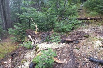 Tăieri ilegale de arbori într-o pădure de peste 80 ha, deținută în coproprietate de doi frați
