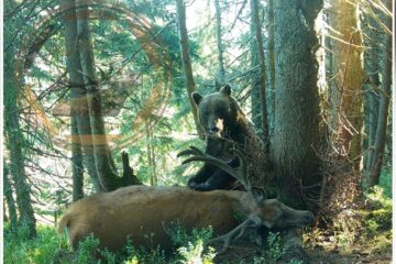 Imagine rară cu un urs și captura sa, un cerb adult, de aproape 300 kg - foto Wild Bucovina