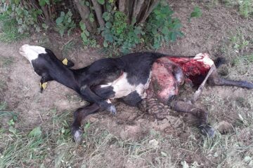 Vaca ruptă de urs