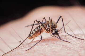 Trei cazuri de meningită West Nile, transmisă de țânțari, cu un deces, în județul Suceava