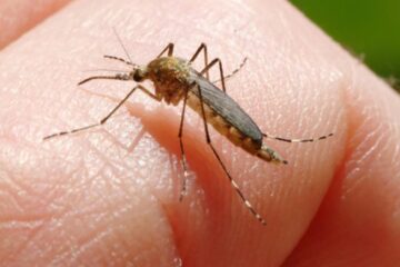 Al patrulea caz de West Nile din județ, diagnosticat la un bărbat din Ilișești