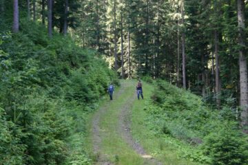 A lovit cu un lanț mașina unui pădurar și l-a amenințat pentru că i s-a cerut să plece din pădure