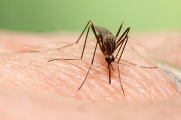 Tânțarul poate răspândi prin mușcătură boli exotice, precum West Nile
