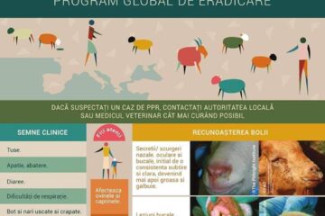 Pesta rumegătoarelor mici