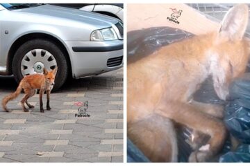 Anchetă a poliției la Vatra Dornei, după ce un pui de vulpe coborât în stațiune a ajuns în buncărul de gunoi