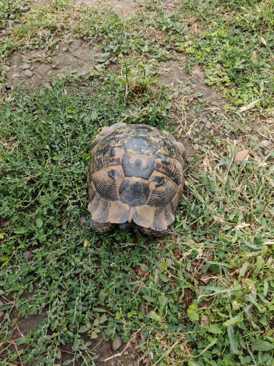 Recuperare broască țestoasă