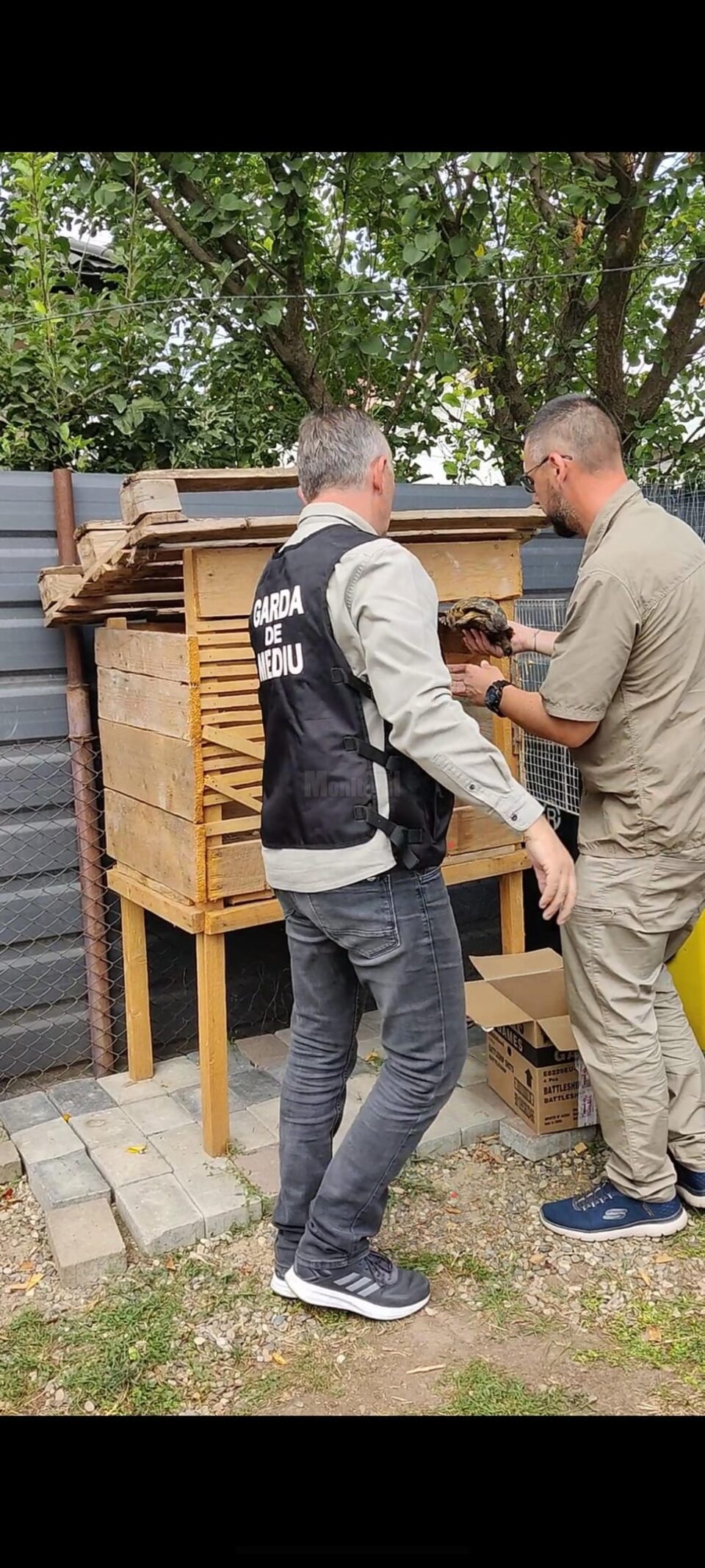 Recuperare broască țestoasă