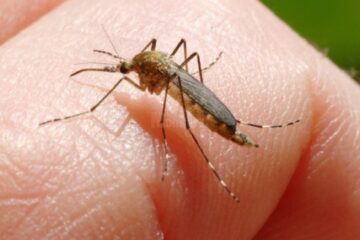 Virusul West Nile este transmis de țânțari