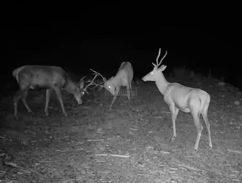 Confruntare între doi cerbi tineri la Brosteni
