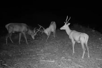 Confruntare între doi cerbi tineri, surprinsă într-o filmare la Broșteni