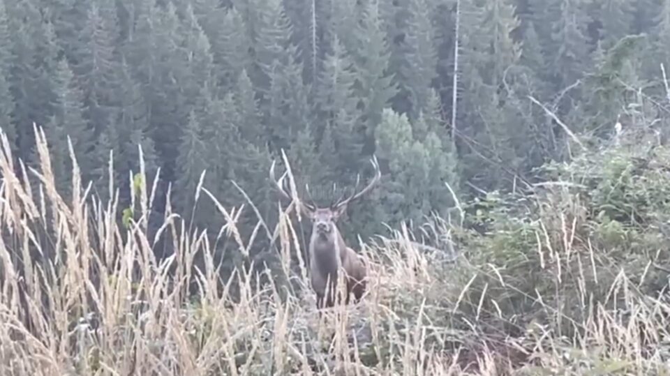 Intalnire cu un cerb impresionant, la Ocolul Silvic Broșteni