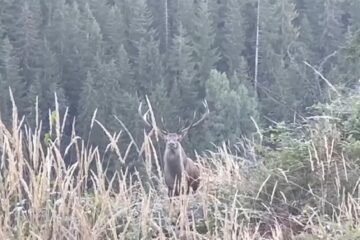 Întâlnire cu un cerb impresionant, la Ocolul Silvic Broșteni