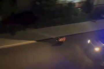Ursul apărut duminică noapte pe străzile din Fălticeni