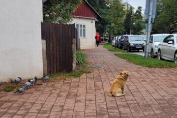 Câinele care atacă oamenii