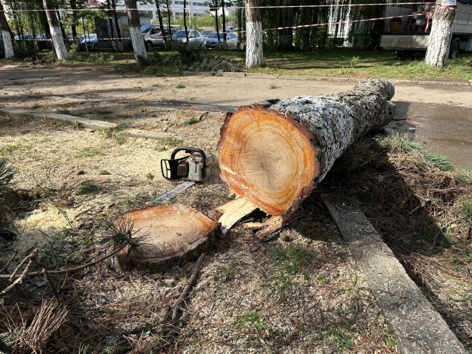Copac căzut peste angajata unei instituții din Suceava