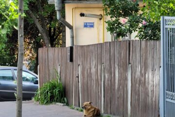 Câinele și zona în care atacă