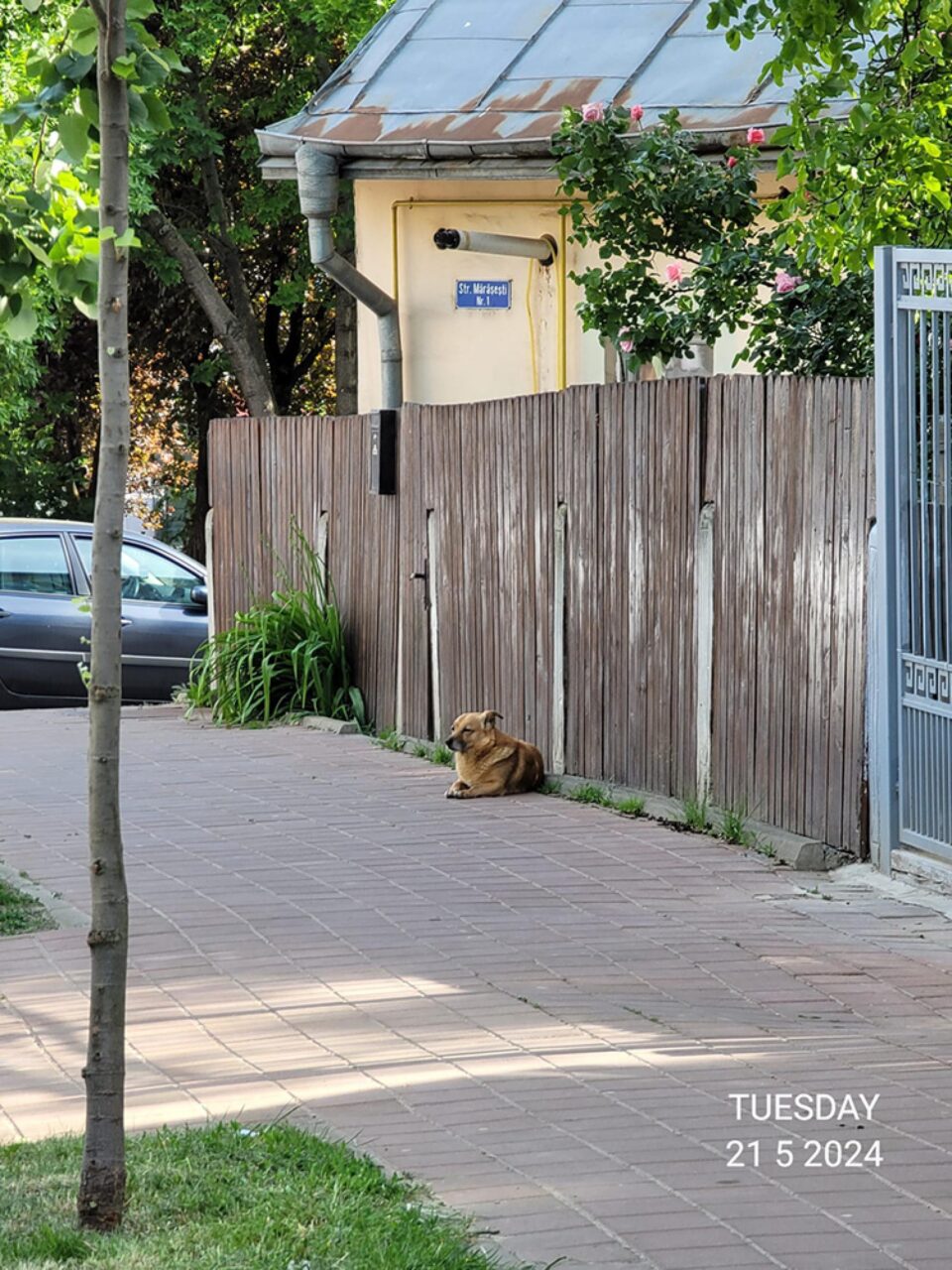 Câinele și zona în care atacă
