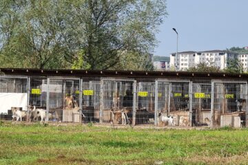 Adăpostul de câini al Primăriei Suceava