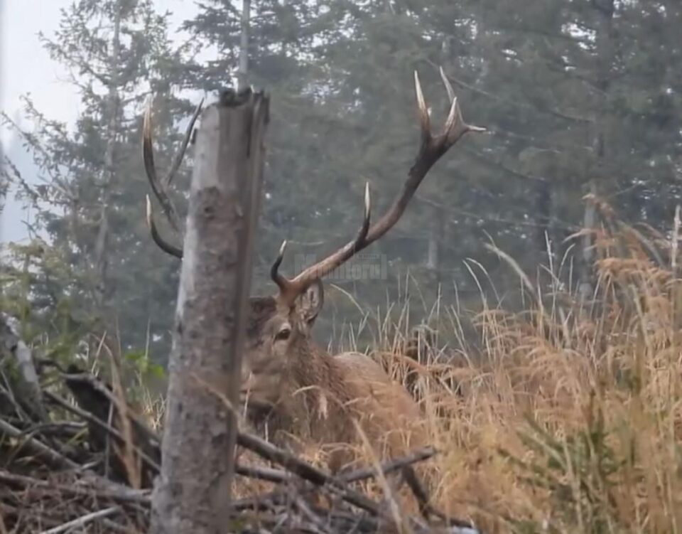 Boncănitul cerbului, unul dintre cele mai impresionante spectacole ale toamnei, la Brodina