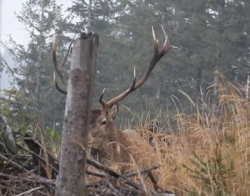 Boncănitul cerbului, unul dintre cele mai impresionante spectacole ale toamnei, la Brodina