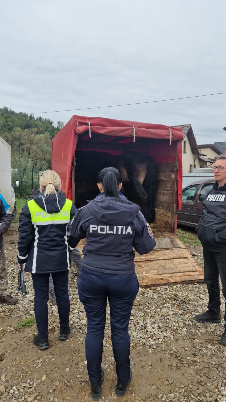Control în târgul de animale din Gura Humorului