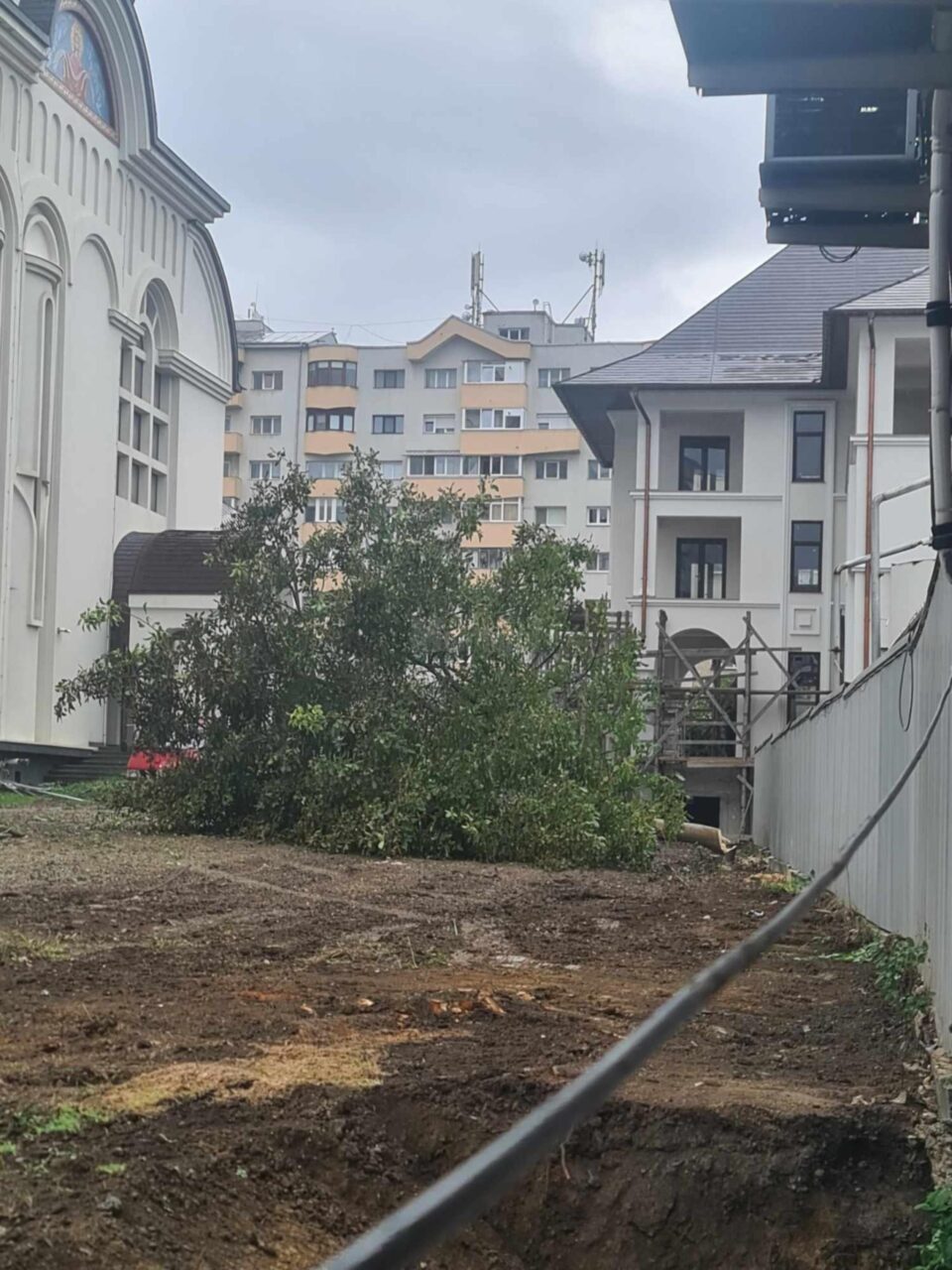 Nuc din curtea Catedralei din Suceava, tăiat fără nici o autorizație