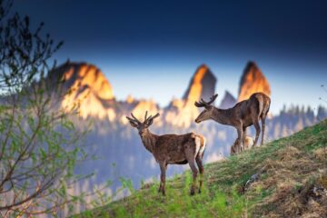 ”Momentul zero” - Mihnea Tăutu Premiul I - Secțiunea Wildlife
