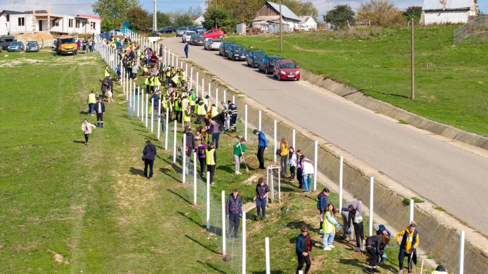 Perdea de arbori plantată la Mitocul Dragomirnei, cu ajutorul a 350 de voluntari