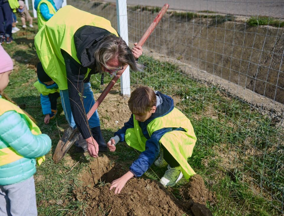 Perdea de arbori plantată la Mitocul Dragomirnei, cu ajutorul a 350 de voluntari