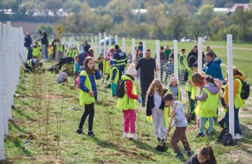 Perdea de arbori plantată la Mitocul Dragomirnei, cu ajutorul a 350 de voluntari