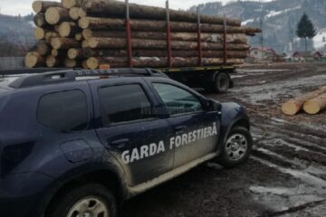 Garda Forestiera Suceava funcționează în ”regim de avarie”, cu 9 persoane care au atribuții de control în teren