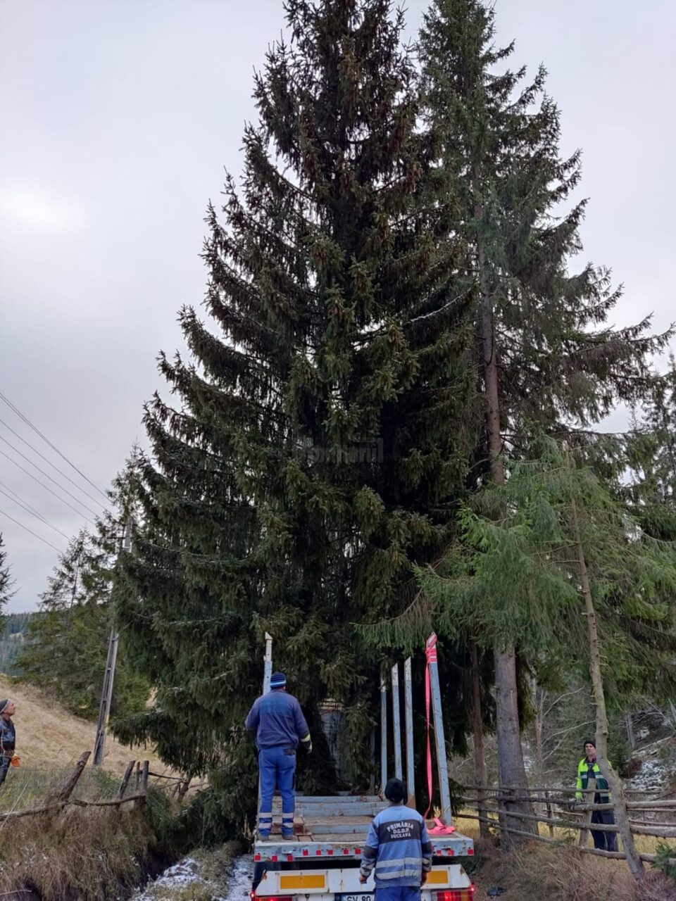 Uriaș exemplar de molid, de 29 de metri lungime, furnizat de la Ocolul Silvic Breaza pentru a fi montat în centrul Sucevei