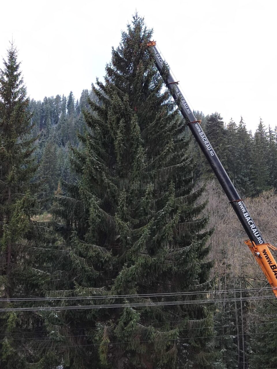 Uriaș exemplar de molid, de 29 de metri lungime, furnizat de la Ocolul Silvic Breaza pentru a fi montat în centrul Sucevei