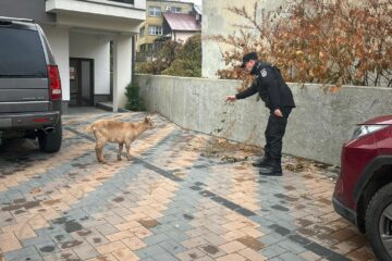 Operațiune de prindere a unei capre care se plimba prin centrul Sucevei