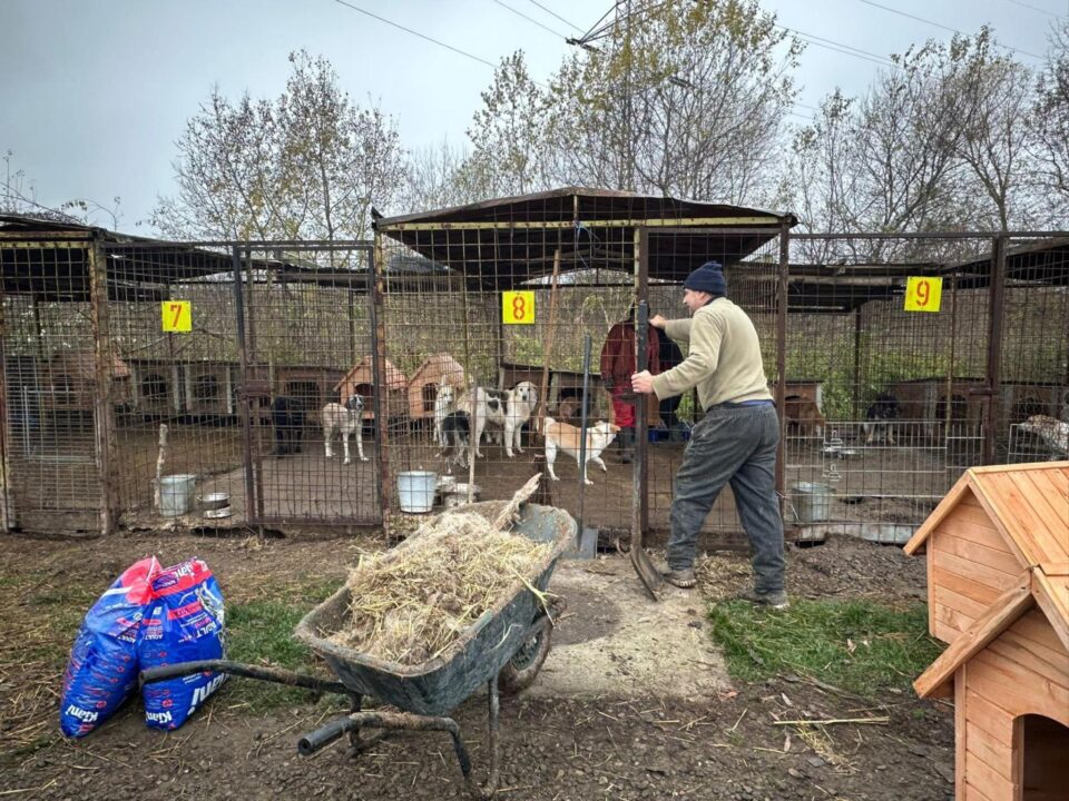 Amplă acțiune de igienizare la adăpostul de câini al orașului.