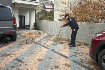 Operațiune de prindere a unei capre care se plimba prin centrul Sucevei