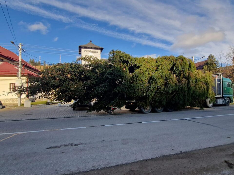Uriaș exemplar de molid, de 29 de metri lungime, furnizat de la Ocolul Silvic Breaza pentru a fi montat în centrul Sucevei Uriaș exemplar de molid, de 29 de metri lungime, furnizat de la Ocolul Silvic Breaza pentru a fi montat în centrul Sucevei