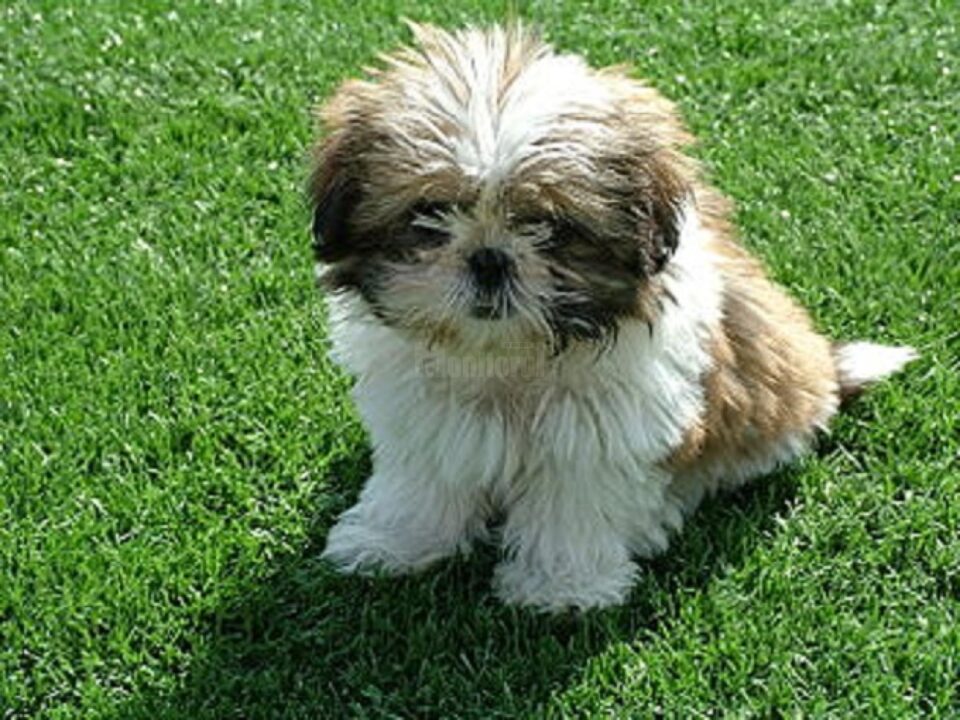 Paradă inedită a cățeilor din rasa Shih Tzu, la Casa de Cultură a Sindicatelor Suceava, de Moș Nicolae