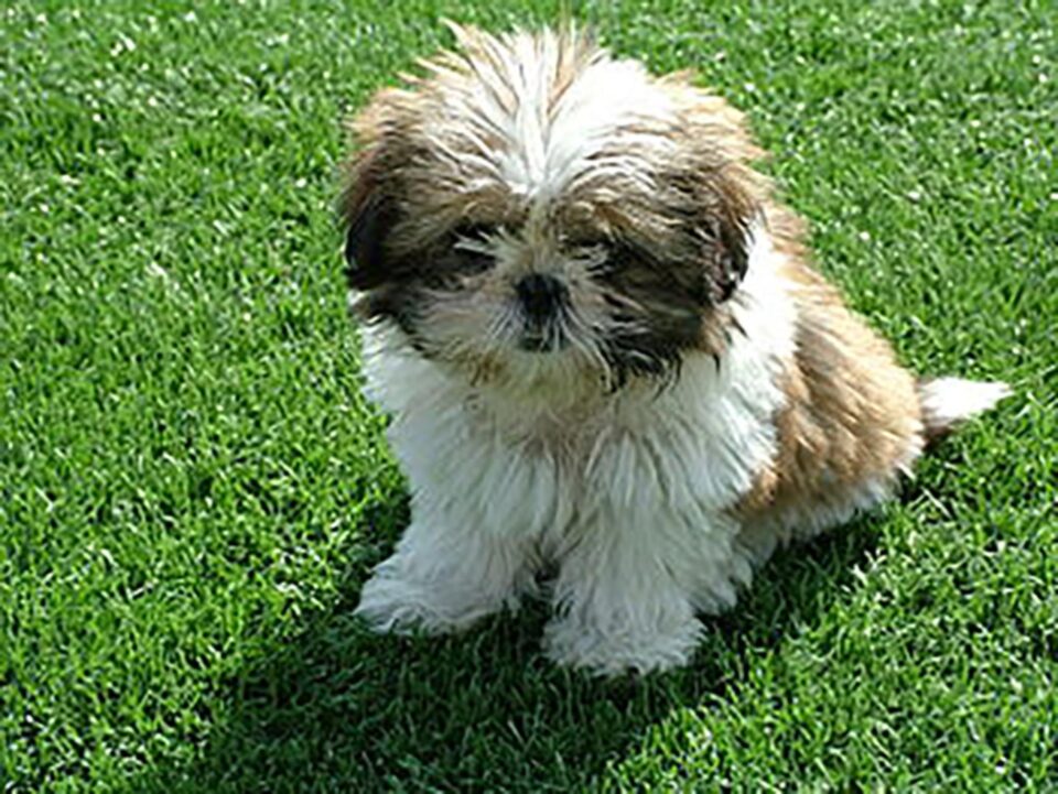Paradă inedită a cățeilor din rasa Shih Tzu, la Casa de Cultură a Sindicatelor Suceava, de Moș Nicolae Paradă inedită a cățeilor din rasa Shih Tzu, la Casa de Cultură a Sindicatelor Suceava, de Moș Nicolae