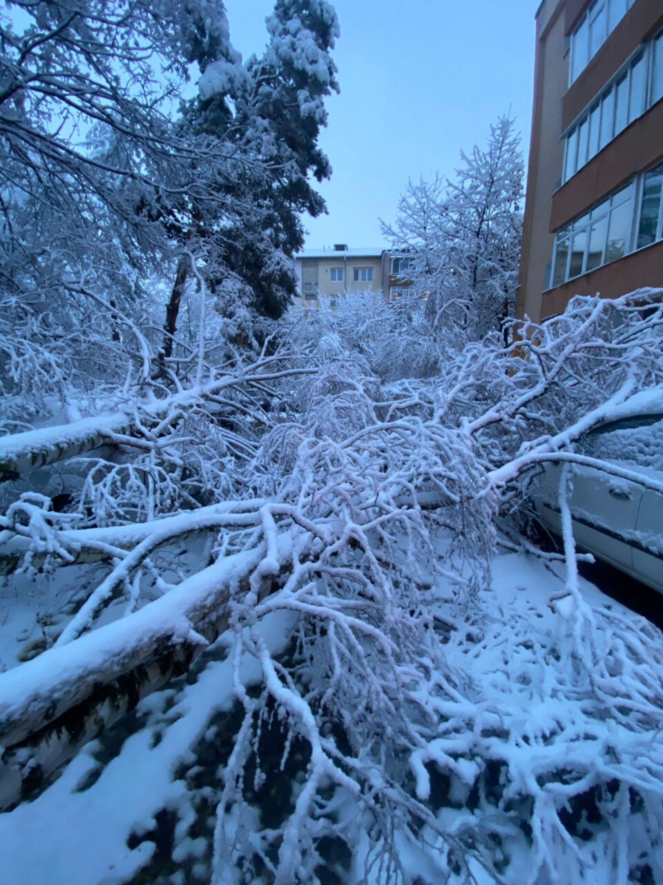 Zăpada apoasă și grea căzută noaptea trecută a rupt crengi și copaci și a dus la avarierea unor mașini